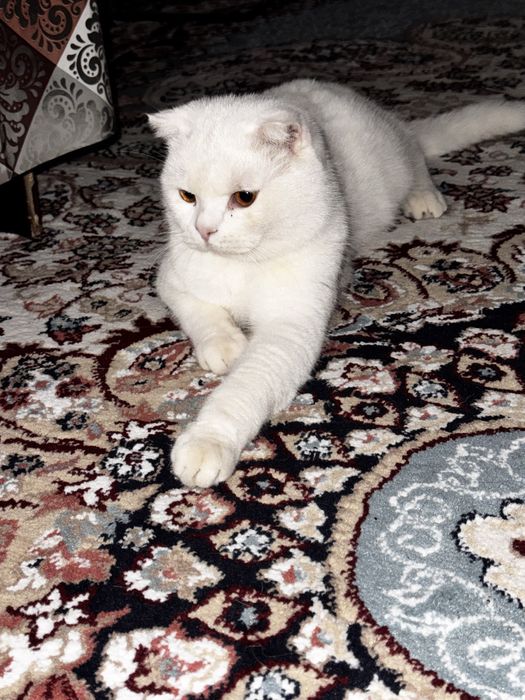 Вязка кот нужна девочка