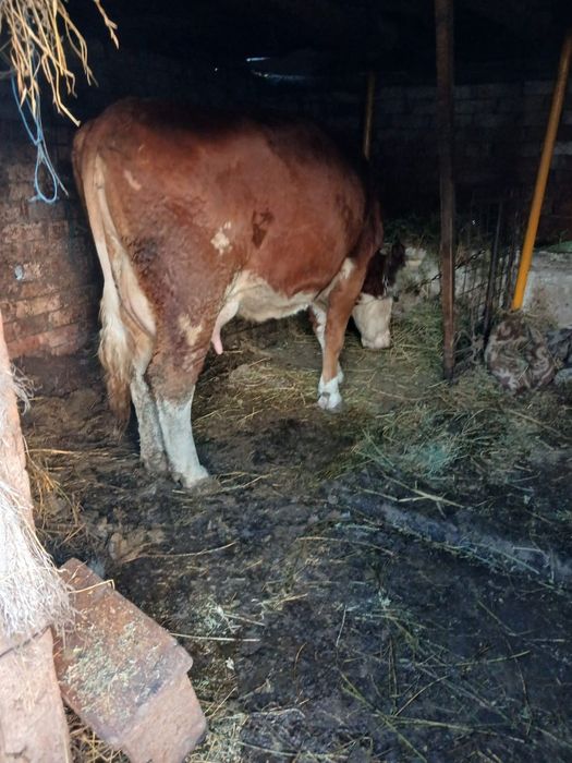 Vând o vaca cu lapte