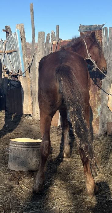 Продам лошадь 3 года