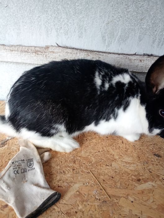 Vand o iepuroaica tânără