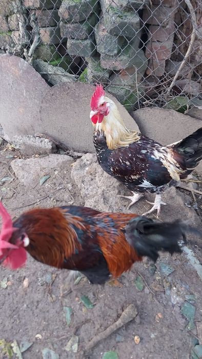 Пролетни петли многоцветни