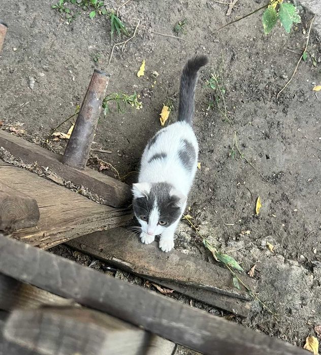 Появилась кошечка. Чья?