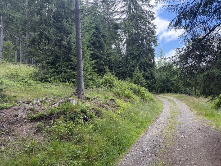 Vânzare teren 7,63 ha Dorna-Arini | Compact | Pădure și Pășune