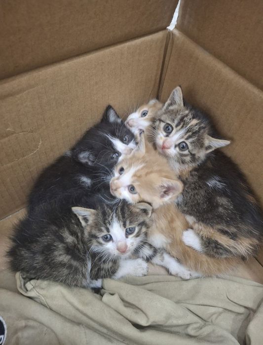 Мушуклар 4та эркак 1та киз бесплатно