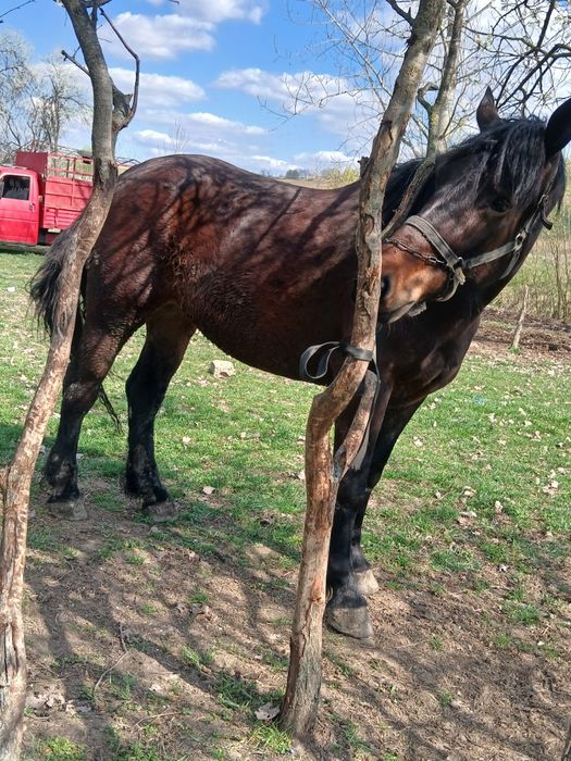 Vand manza de 3 ani merge la căruță