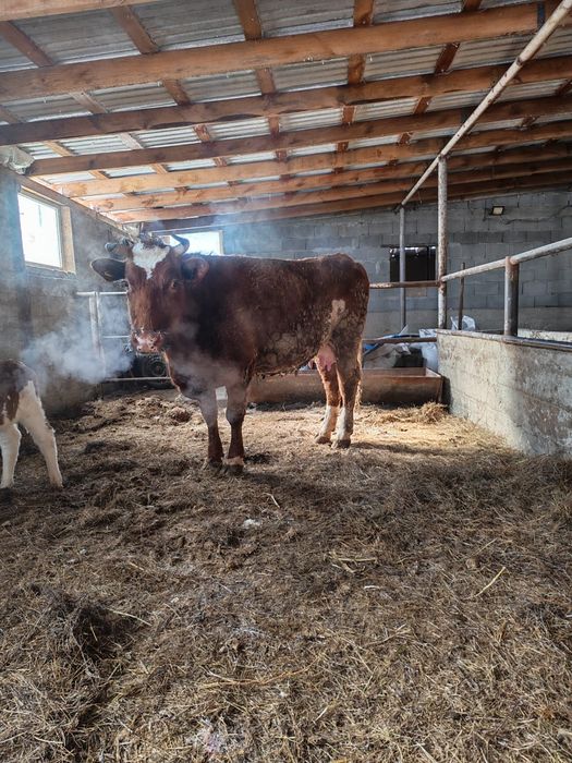 Сйыр сатылады...