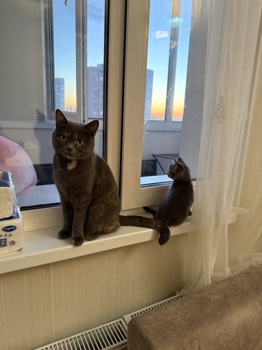Продам котенка британский