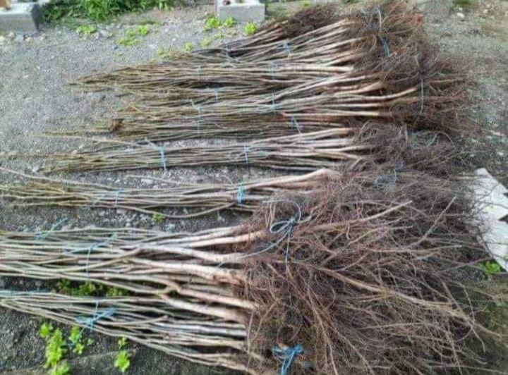 Puieți de salcâm paltin mesteacăn tei