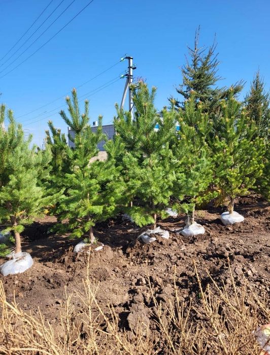 Саженцы ёлка сосна