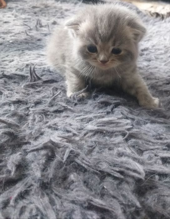 Британские котята
