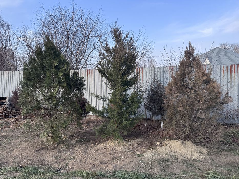 Ёлка 2.5 метр