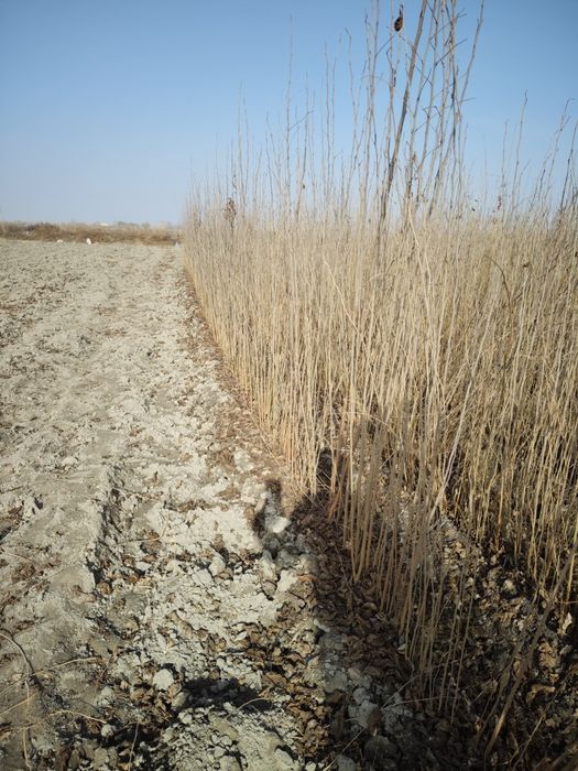 Tut kuchat 1 ,2 yillik,balxi payvand,sensa