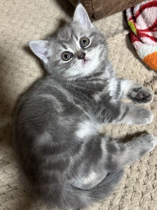 Британская девочка