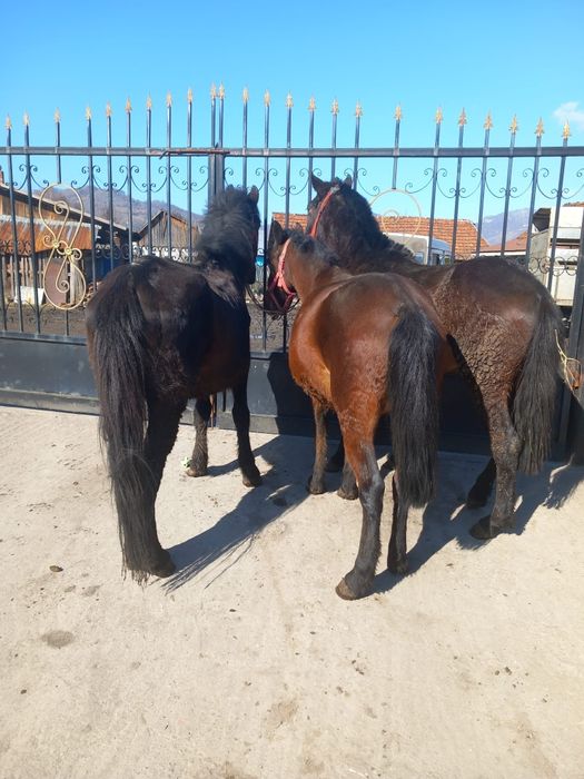 vând un cârlan o mânză și un cal