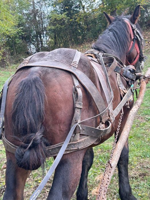Vând mânz de 2 ani castrat