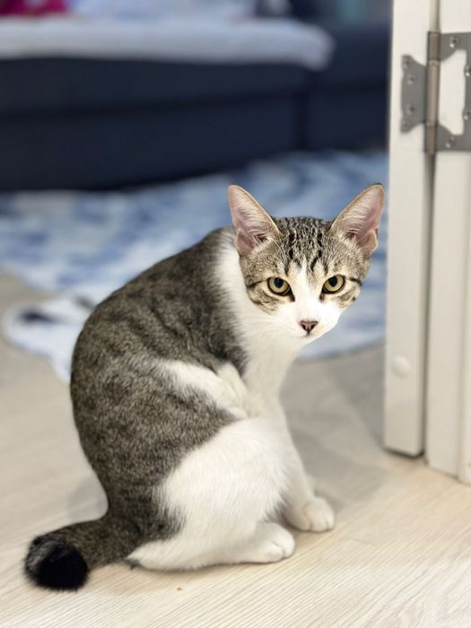 Отдам кота в надежные руки