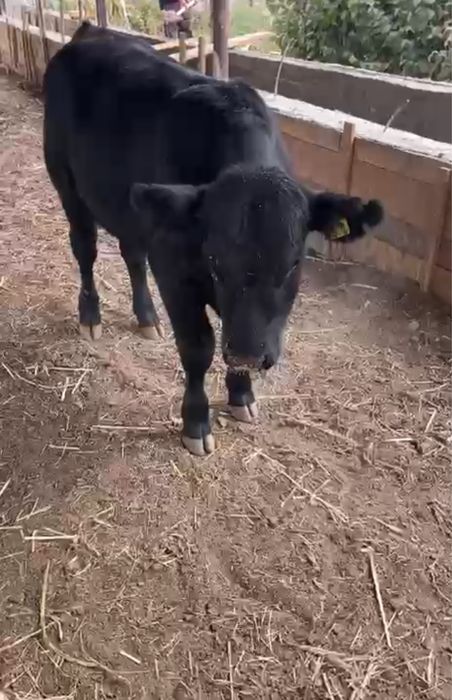 Ангус Бык-Производитель