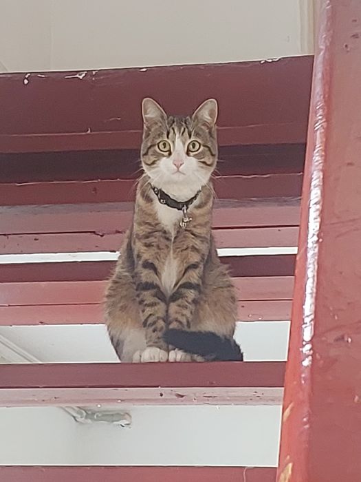 Пропал кот (  КТОТО ЗАБРАЛ )