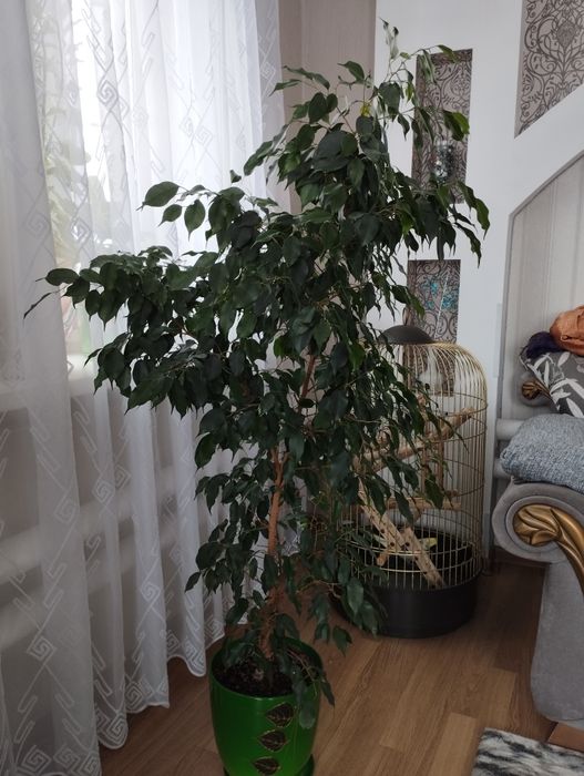 Продам фикус Бенджамина