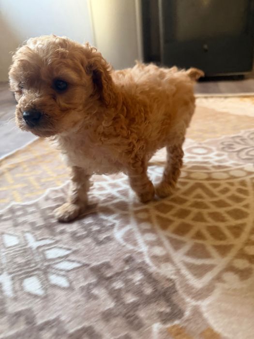 Toy pudel momçe i momiçe