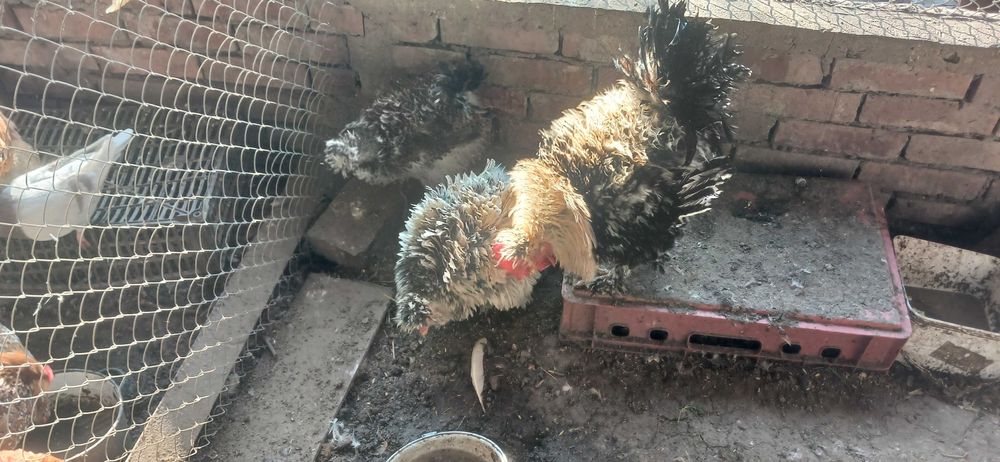 Мини кохин петлета и къдрави