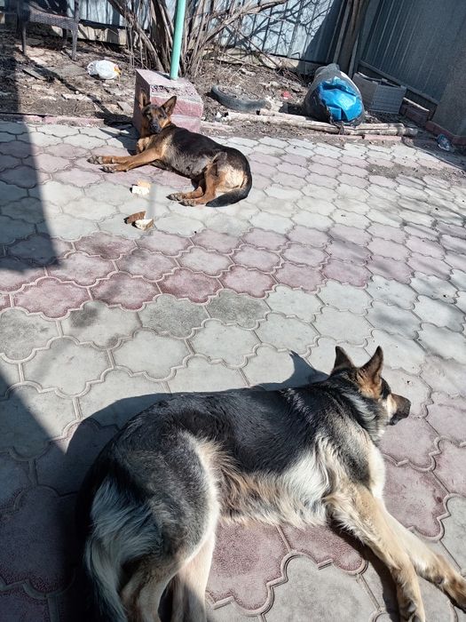 Продаются немецкая овчарка