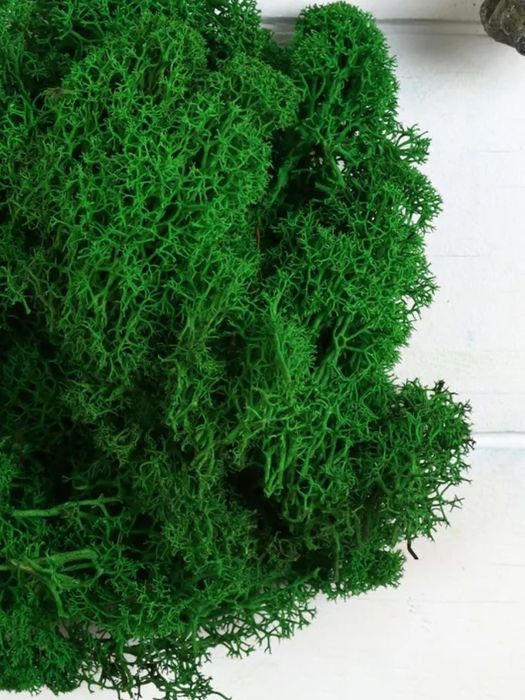 Мох стабилизированный для поделок 100 г