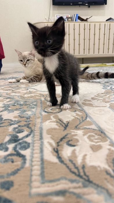 Отдам котят в добрые руки