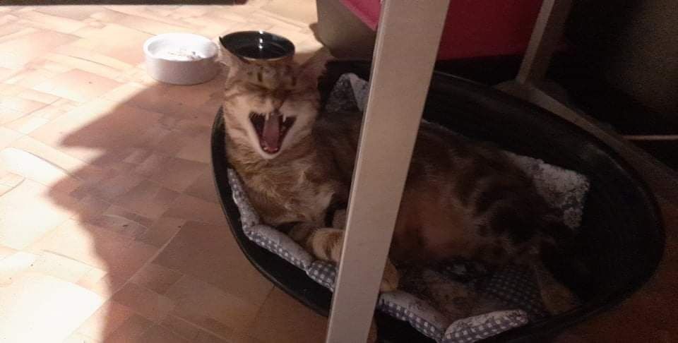 Разхождане на кучета, грижи и нощувки на домашни любимци в дом.условия