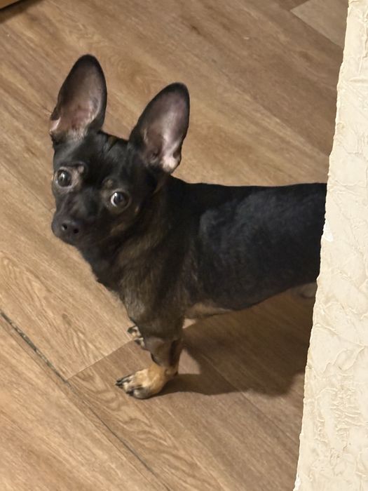 вязка чихуахуа, мальчик срочно