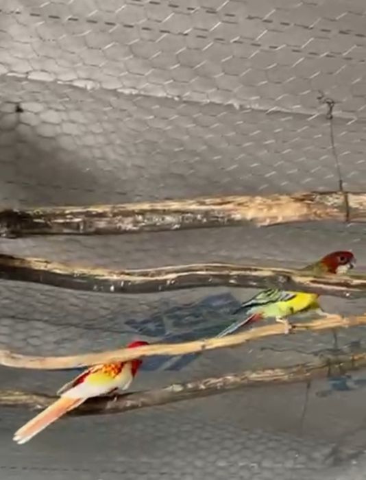 Papagali Rosella maturi