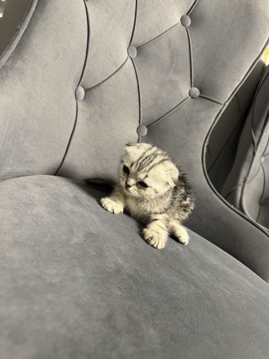 Шотландские  котята
