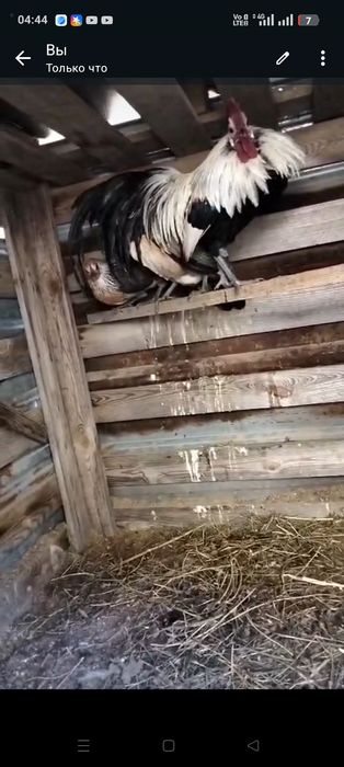 Продам карликовых кур Феникс