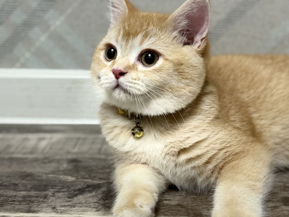 Кот шиншила голд
