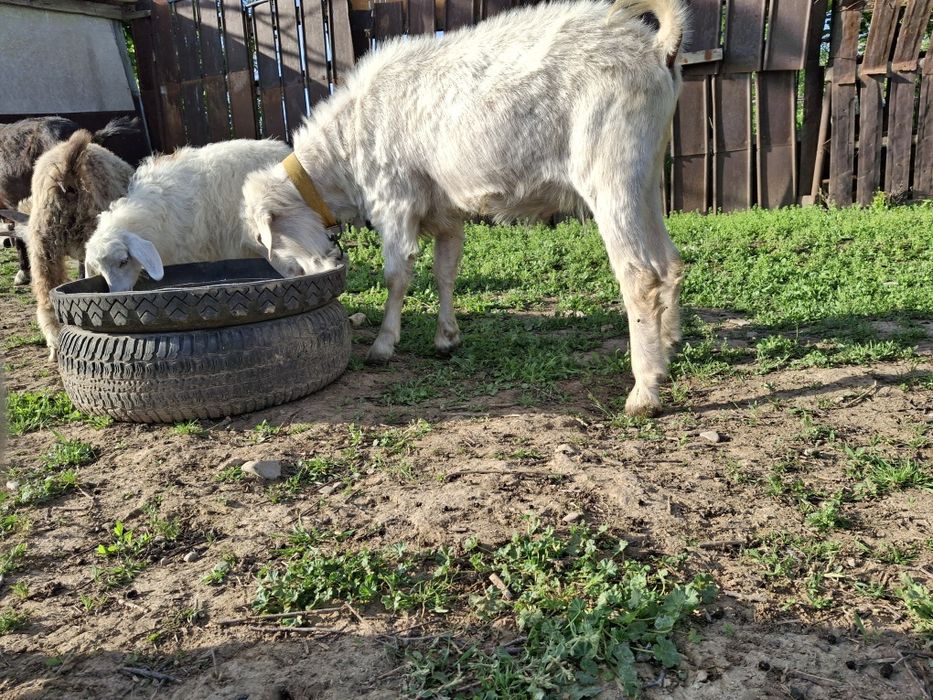 Животное на айт 1,5 год