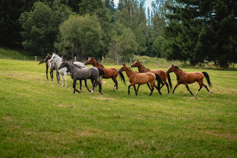 Vand cai din rasa shagya arab