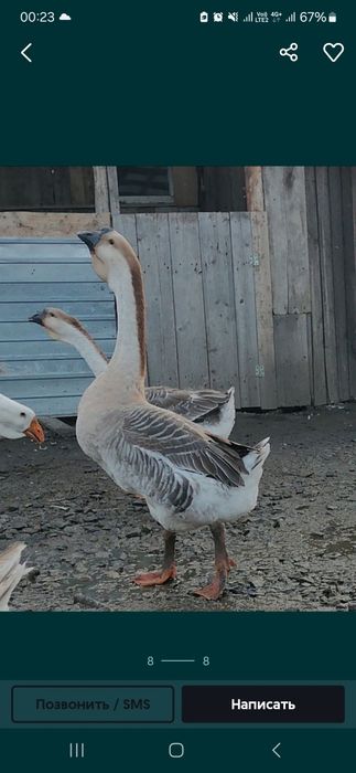 Гуси   молодняк полукровки