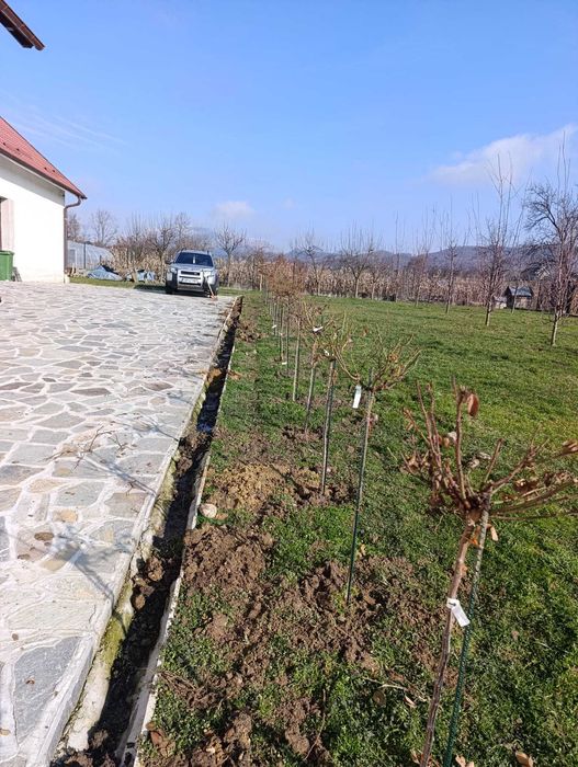 Trandafiri altoiți de vânzare – Diverse soiuri – Angro și Bucată