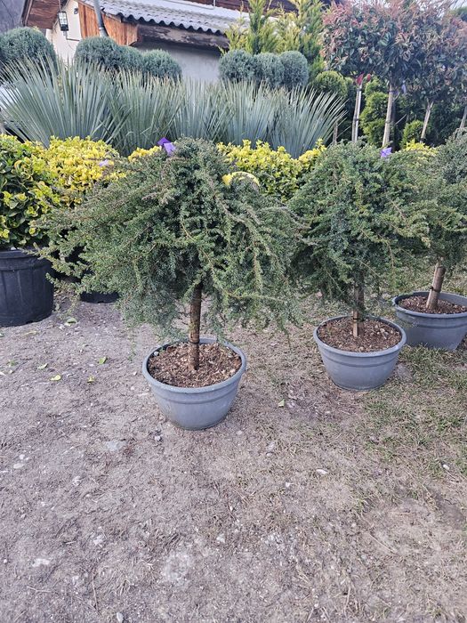 Glandeflora veșnic Verde măslini bonzai spirale bună