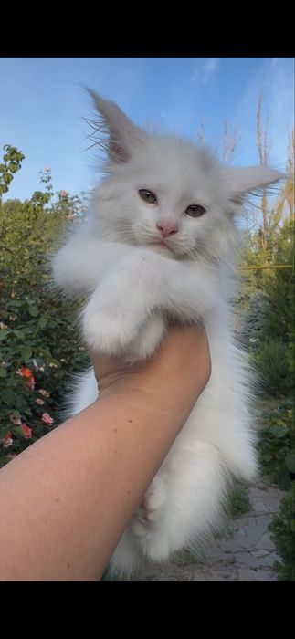 Мейн Кун эксклюзивный белый окрас