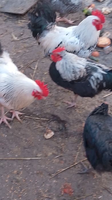 Cocoși comuni de vânzare