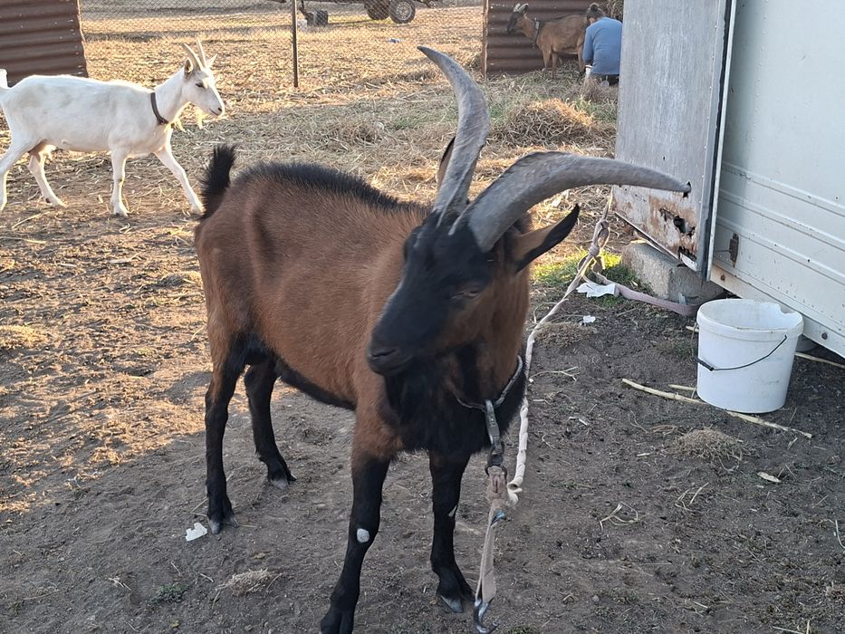 OCAZIE ! Vănd sau schimb un țap original Alpin Francez