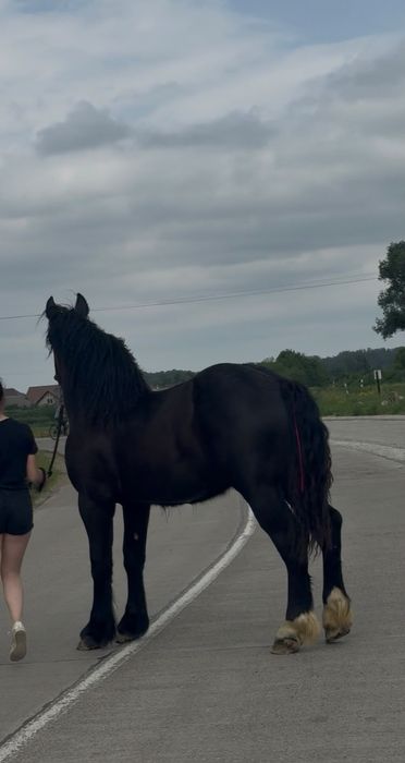 Mânz de 2 ani și 4 luni