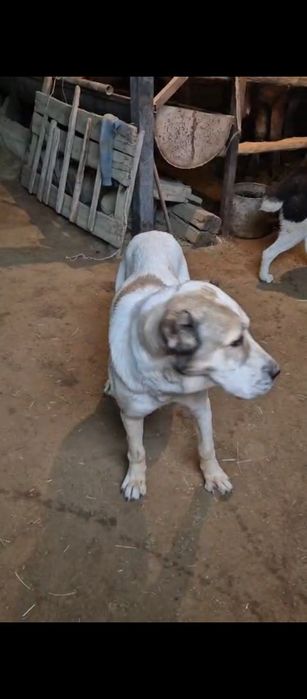 Алабай сатылады ұрғашы еркек