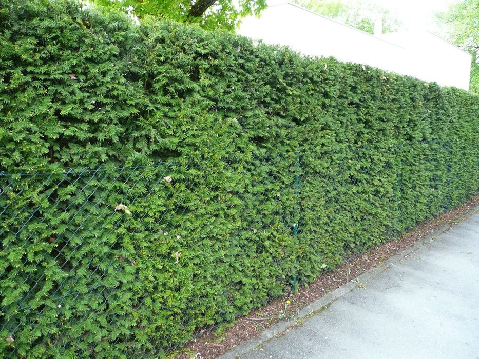 Вяз обычный , вяз пенбула