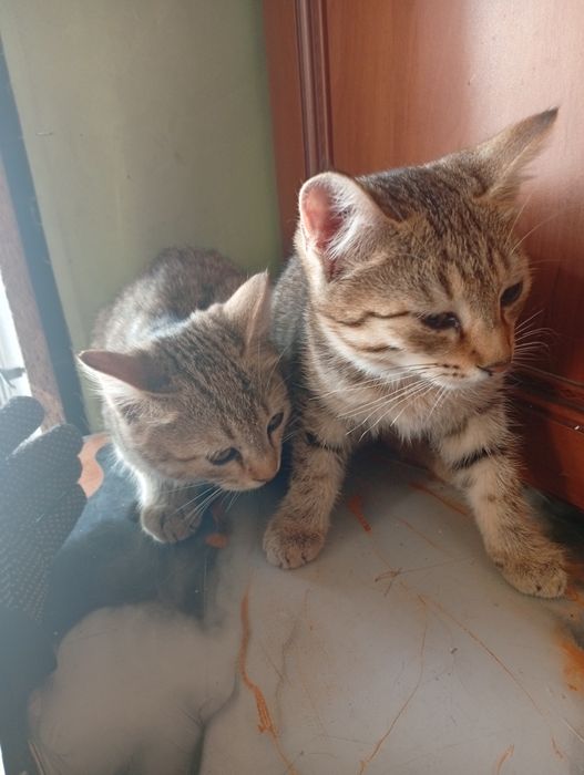 Отдам в хорошие руки котята