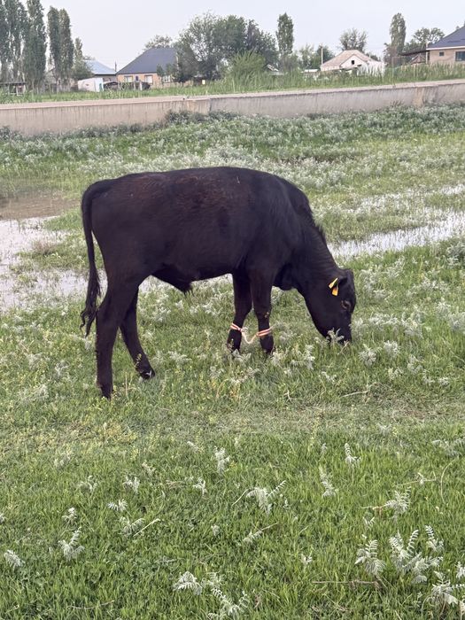 Бычок бычки бұқа сатылады