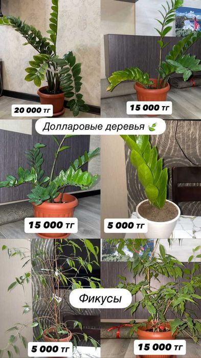 Комнатные цветы фикусы долларовое дерево