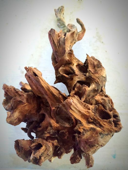 Коряга Ива,  Мангра