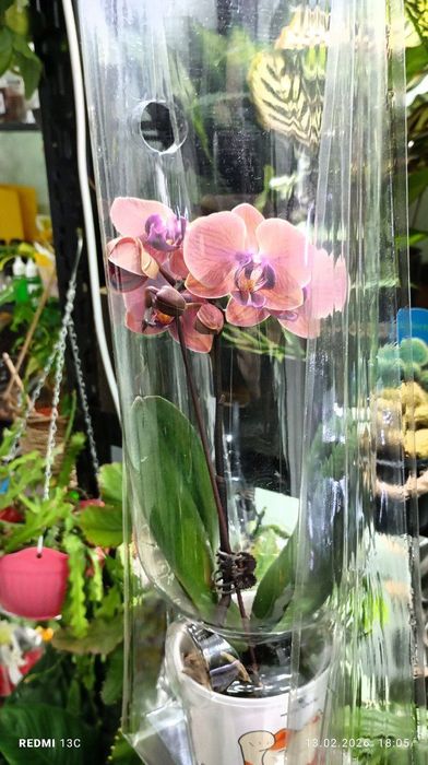 Орхидея подарочные орхидеи к празднику